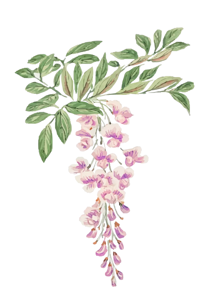 Australian-Native-pink-flower