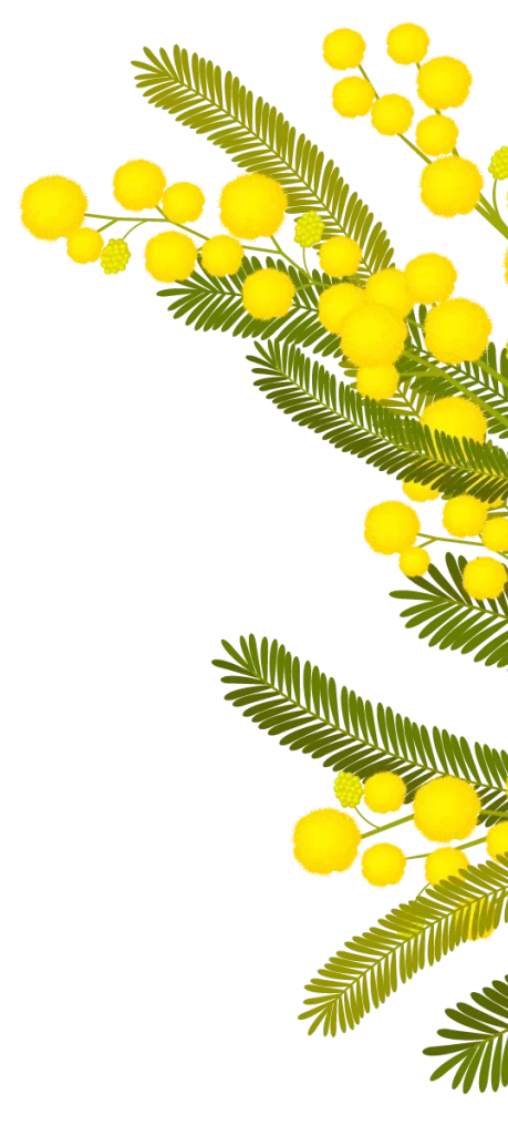 Yellow-Wattle-