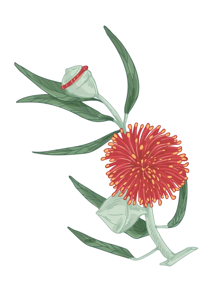 blooming-eucalyptus-708x1024