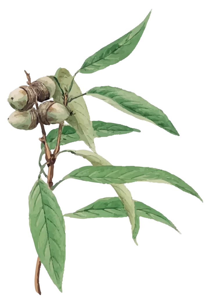 eucalyptus-leaves-and-nuts