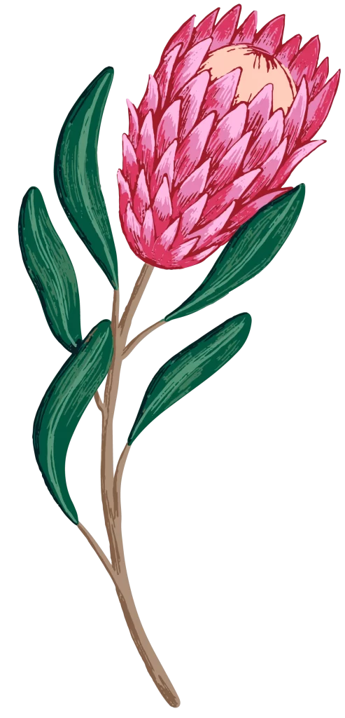 waratah-flower